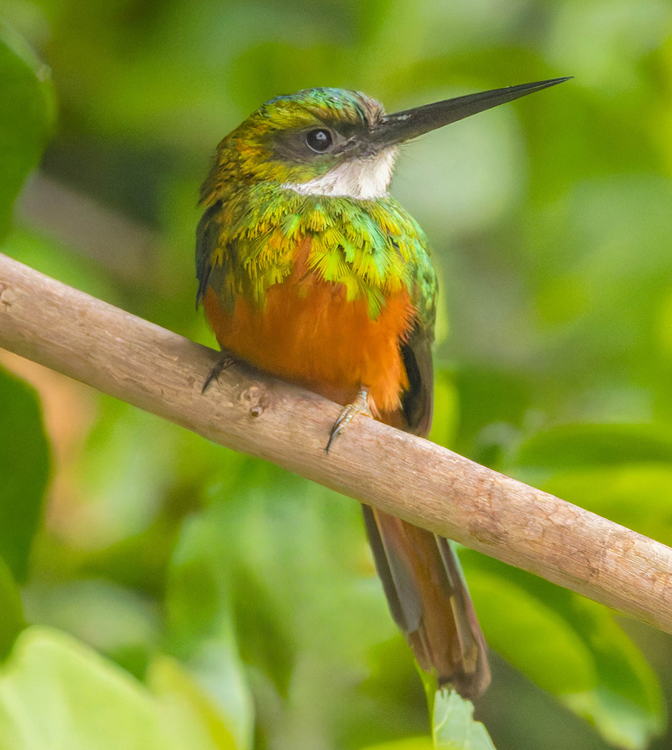 image Rufous-tailed Jacamar